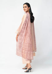 Winter - Ambers Eliana - Ava - Karandi 25 - AEKC-UF#12