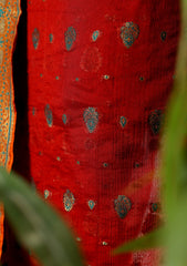 Formals - Fancy Closet - 2 pcs Suit - Chiffon Jamawar D#78 Orange